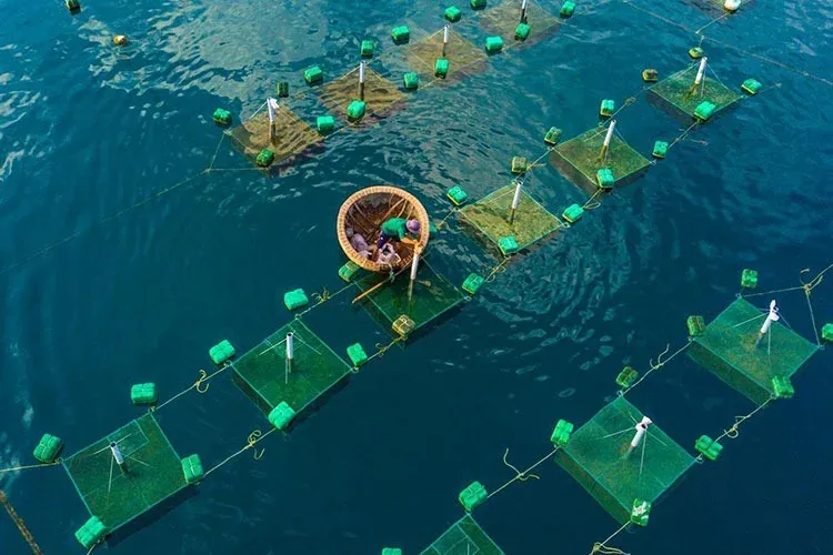 Lobster Farming in Floating Cages – A Deeper Look into Coastal Life