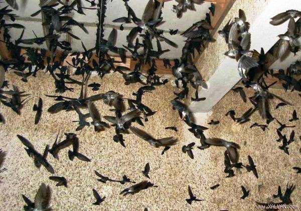 Visiting a Swiftlet House in Tuy Hoa – Inside the World of Edible Bird’s Nests